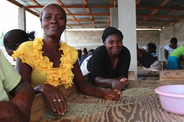 Haitian women in coffee, from the farm to the cup.