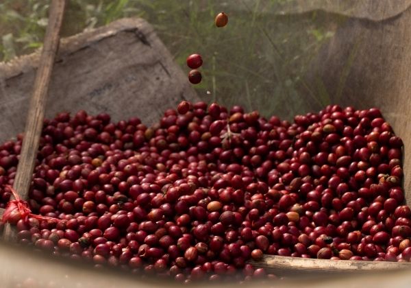 Red coffee cherries ready to be processed in Kenya