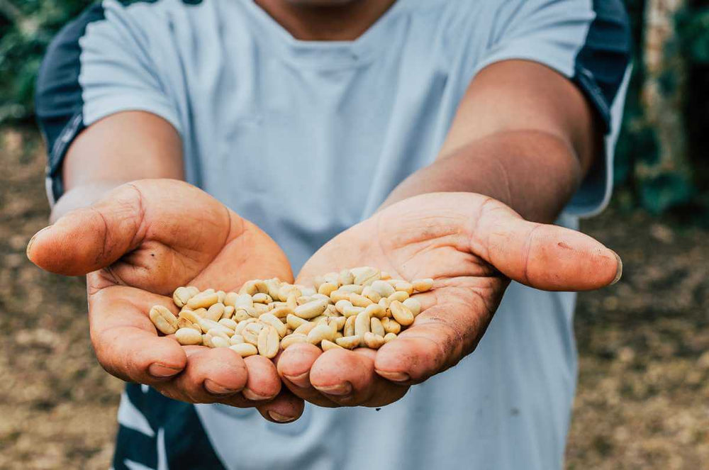 Colombian Coffee Farmer holding Green Coffee Beans