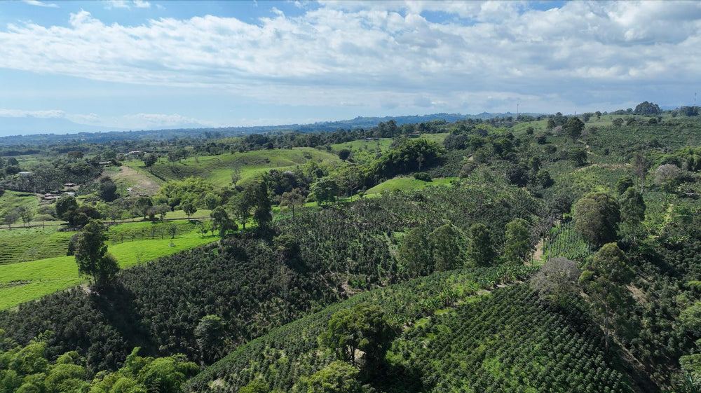 Coffee farm in colombia