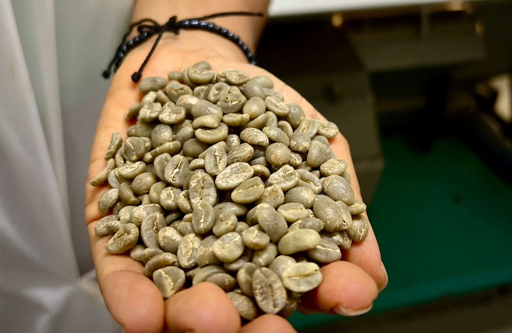 Hand holding specialty green coffee beans from the cooperativa de caficultores de manizales