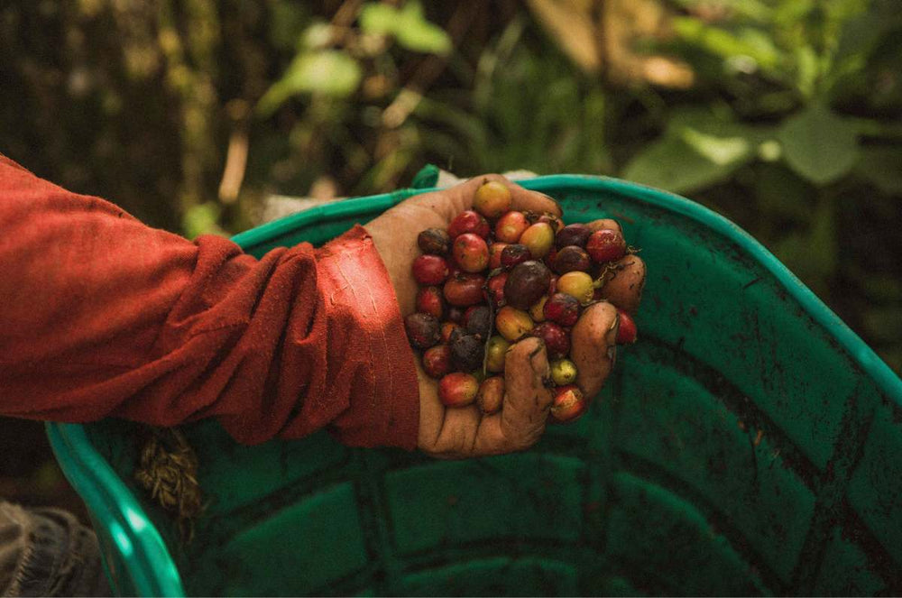 Hand of colombian coffee farmer with coffee cherries