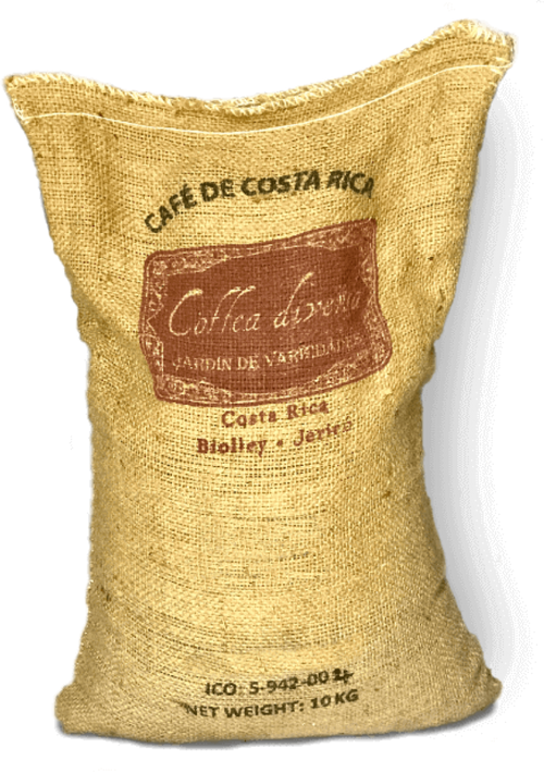 Bag of green coffee beans from the exclusive coffea diversa garden