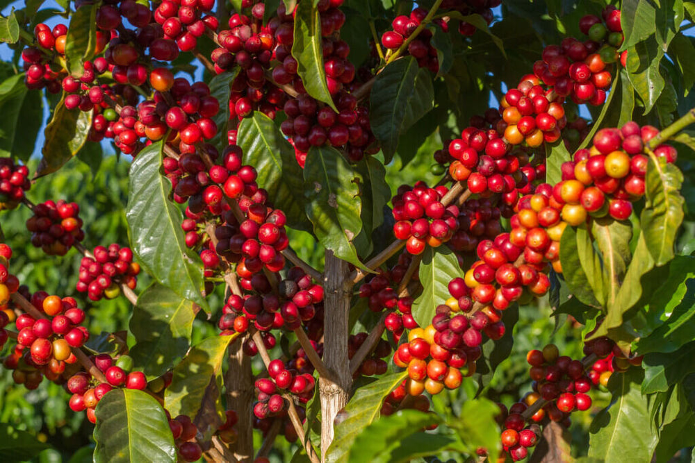 Red Coffee Cherries from Cerrado, Brazil