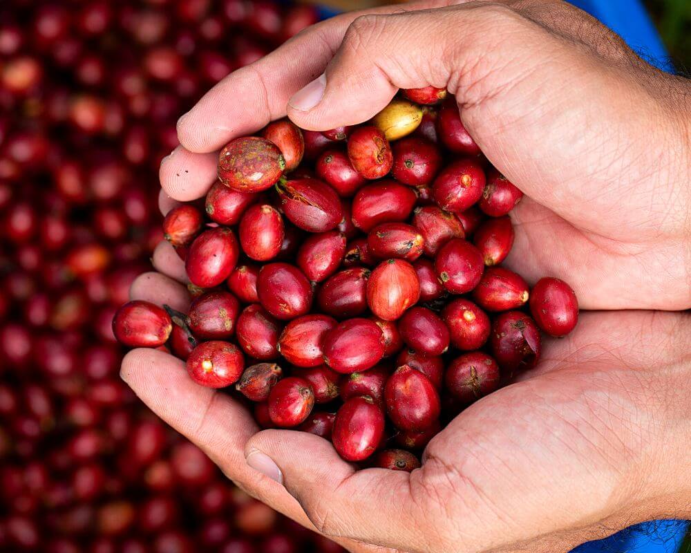 Finca San Antonio Nicaragua Specialty green coffee beans