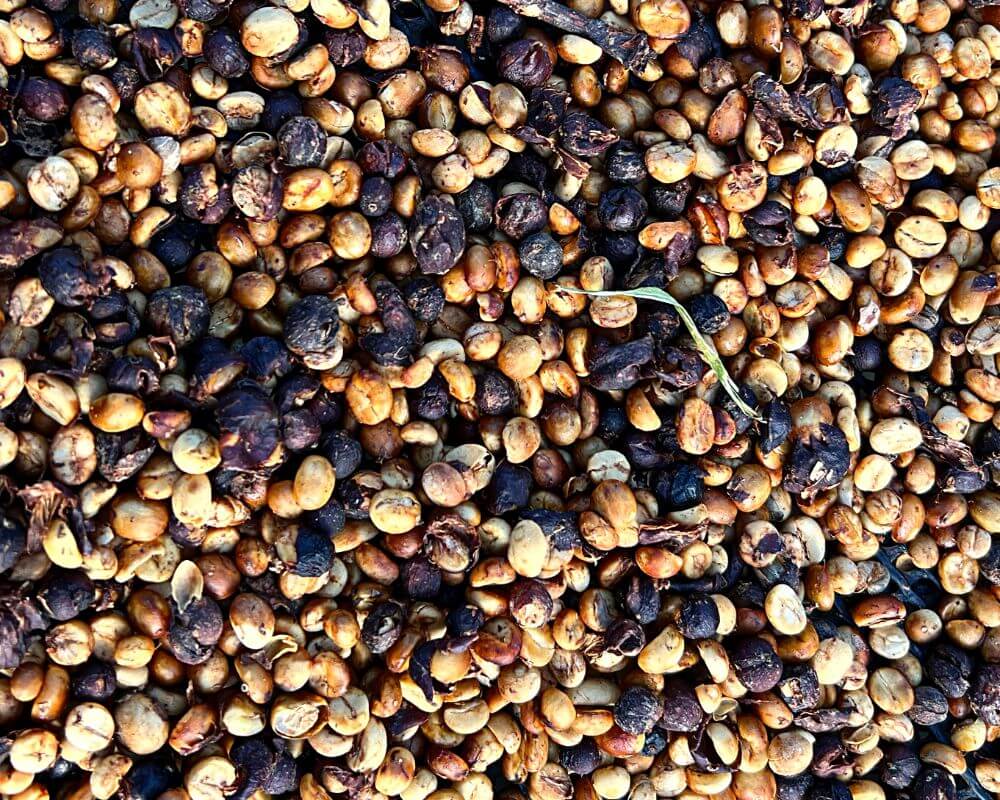 Finca San Antonio Nicaragua Specialty Green Coffee Beans Honey Process