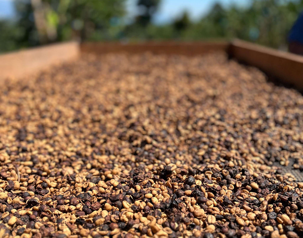 Honey processed coffee drying in costa rica