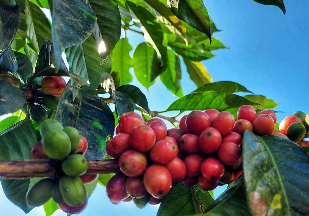 Red coffee cherries from La Rosalia farm in Tres Rios, Costa Rica