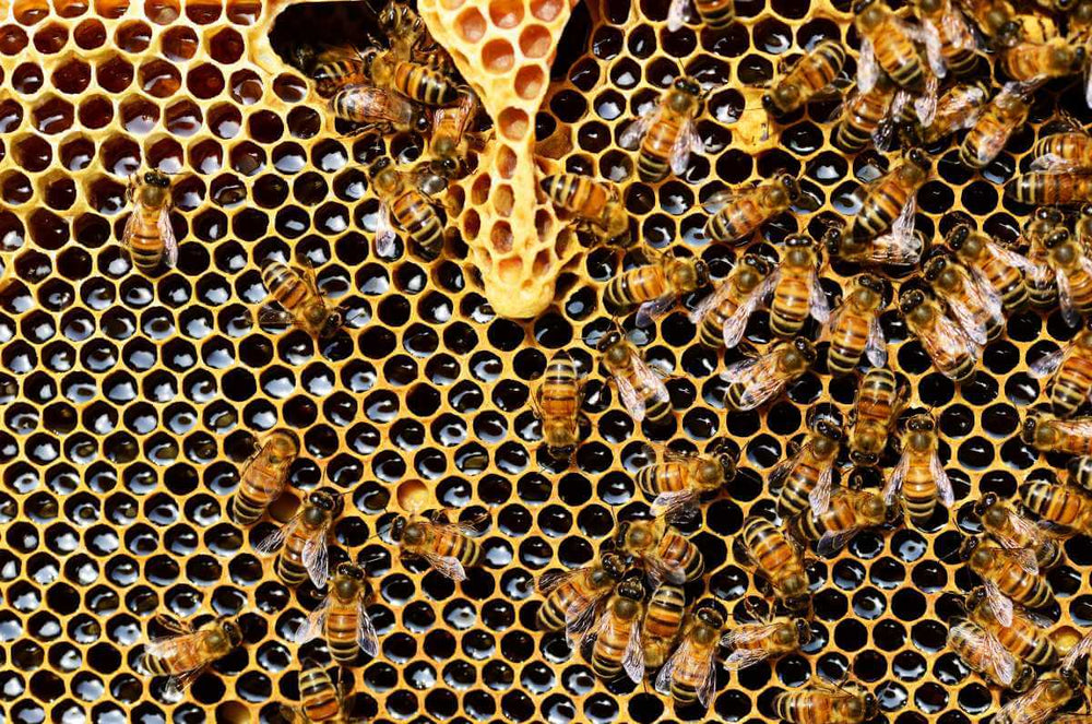 Bee hive in Jamaica, with premium honey