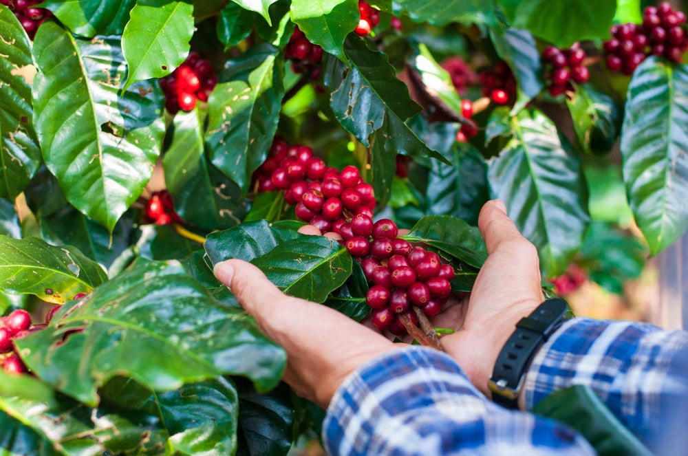 Hands from Nuevo Mundo Estate in dominican republic, holding red coffee cherries ready to be picked.