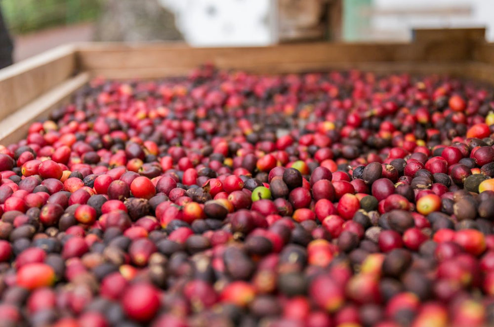 Red coffee cherries from Samir estate in the dominican republic
