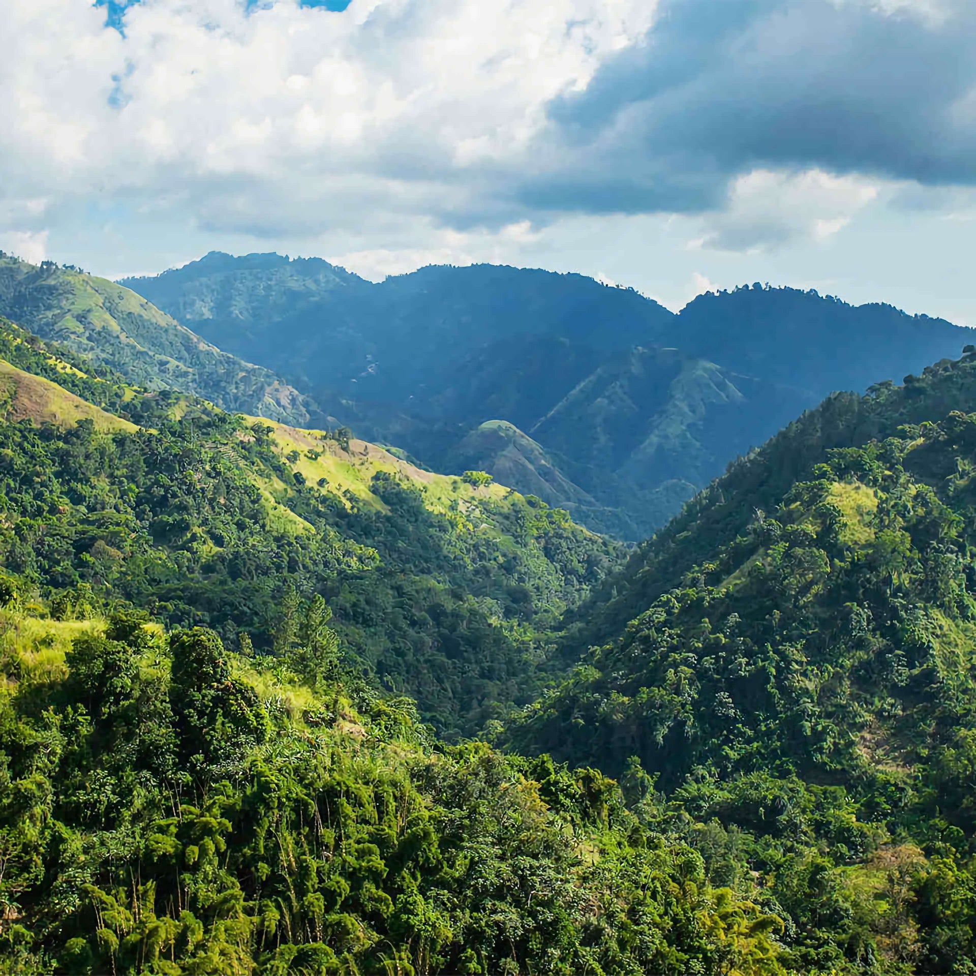 The Majestic Jamaican Blue Mountains, where the world-famous Jamaica Blue Mountain Coffee is produced