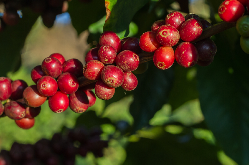 Red coffee cherries at coffee farm