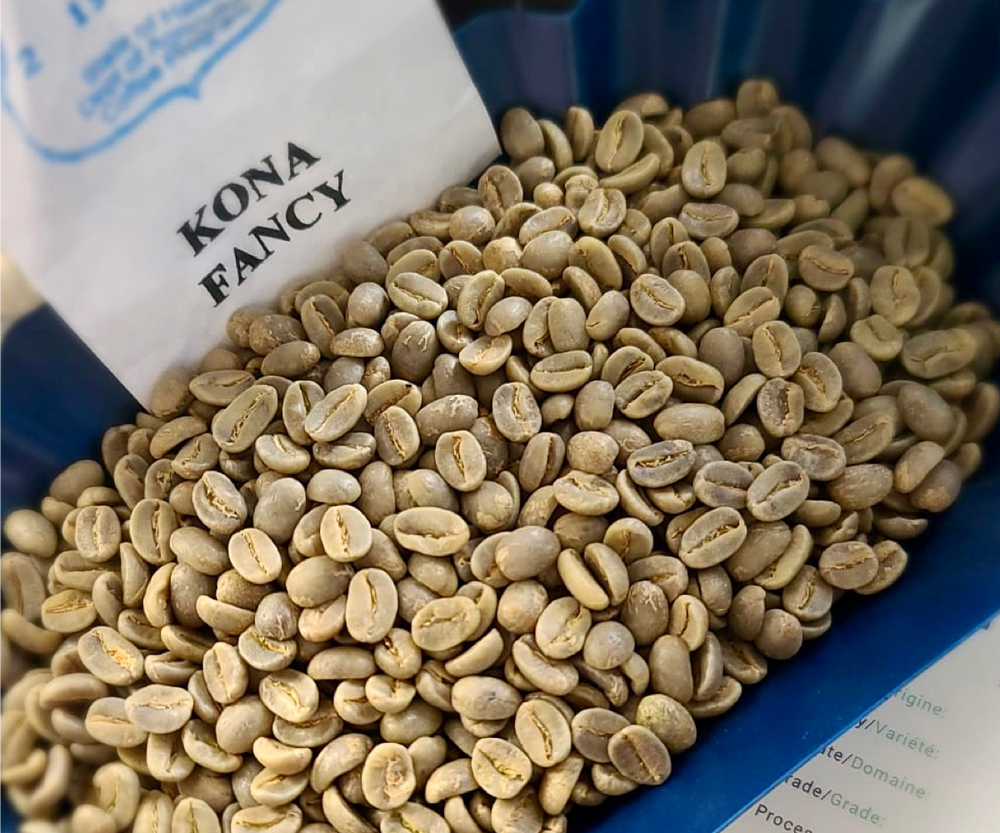 Kona Fancy Green Coffee beans from Cancino farm in Kona, Hawaii