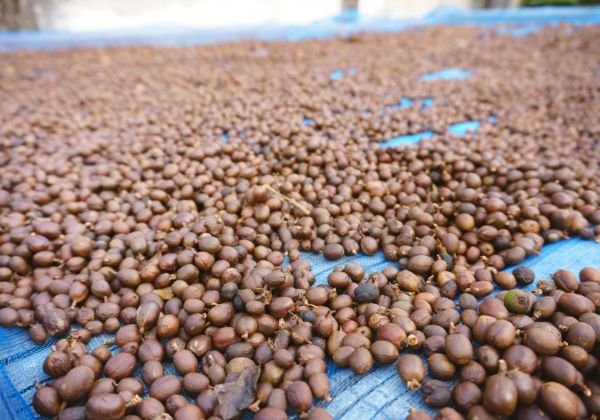 Coffee cherries dried naturally in La Rosalia, costa rica